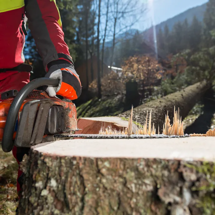 Abattage d'arbres à Briançon