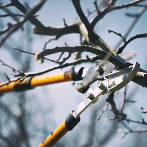 Élagage arbre briançon