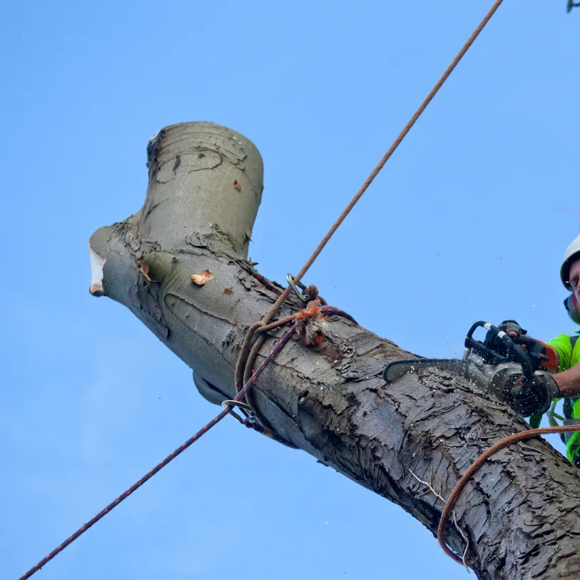 Entreprise d'élagage d'arbres à Embrun
